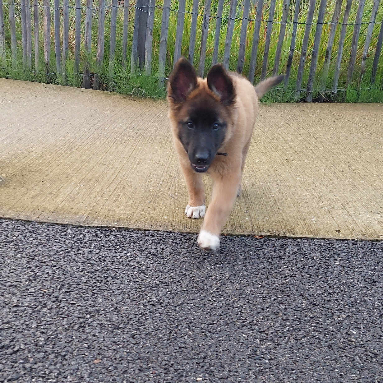 Viorna a rejoint le concours — aidez-le/la à gagner de superbes lots ! accessories, animal, canine, city, dog, fence, germanshepherd, nature, outdoors, pet, picket, puppy, road, slate, strap, street, tarmac, urban, wood, yard