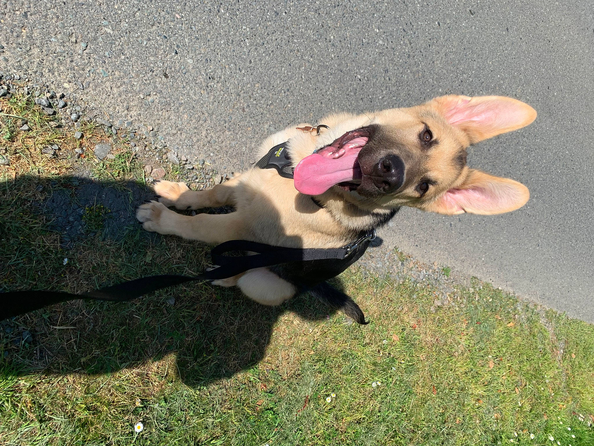 Lucky is registered to the contest to win money with this photo: asphalt, carnivore, collar, companion_dog, dog, dog_breed, dog_clothes, dog_collar, dog_supply, fawn, grass, leash, paw, plant, road_surface, sidewalk, snout, tail, toy_dog, working_animal