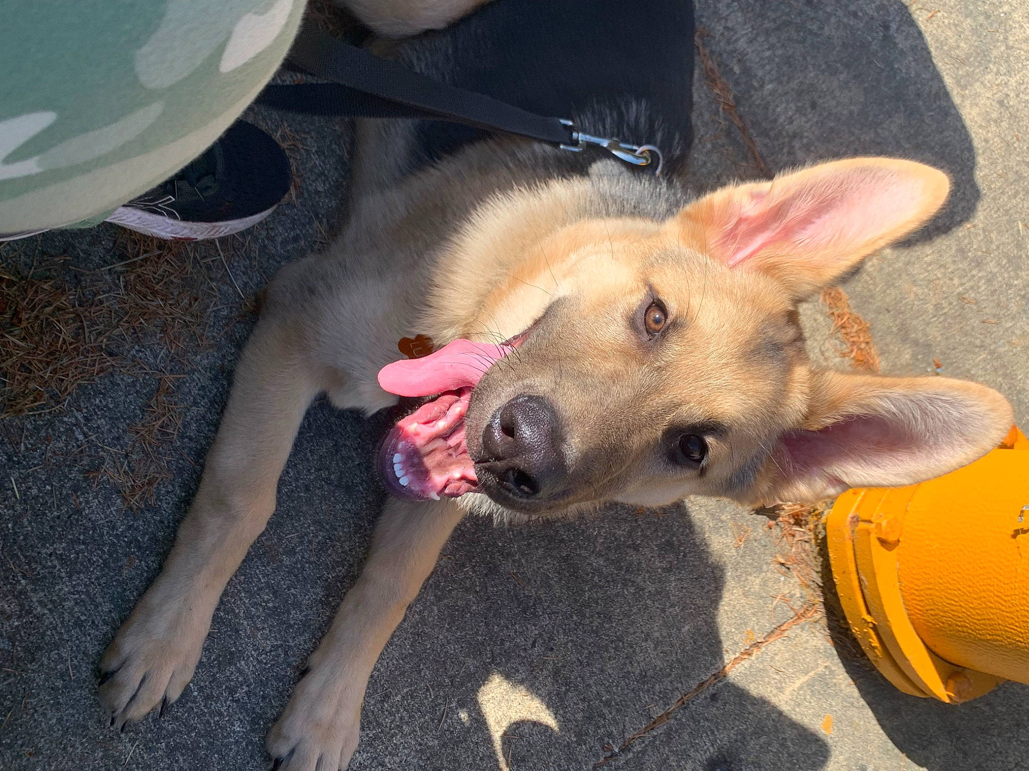 Lucky joined the competition — help win amazing prizes! canidae, carnivore, companion_dog, dog, dog_breed, dog_supply, fawn, fender, foot, fur, non_sporting_group, paw, snout, sporting_group, working_animal