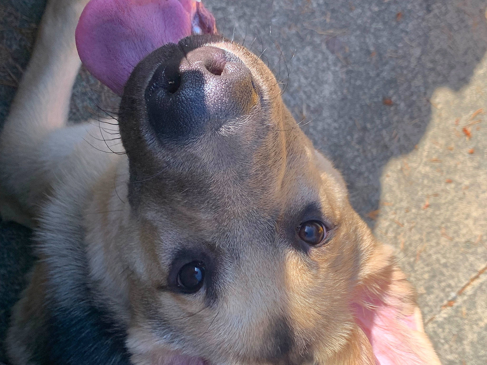 Lucky joined the competition — help win amazing prizes! ancient_dog_breeds, canidae, carnivore, close_up, companion_dog, dog, dog_breed, fawn, fur, guard_dog, non_sporting_group, snout, sporting_group, street_dog, terrestrial_animal, toy_dog, whiskers, working_animal