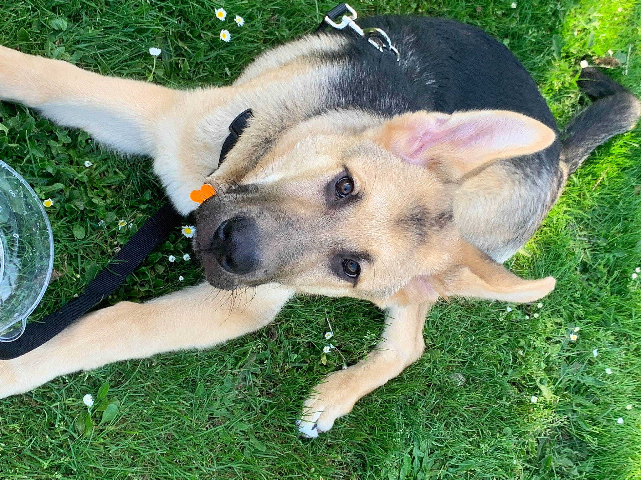 Lucky is registered to the contest to win money with this photo: canidae, canis, carnivore, companion_dog, dog, dog_breed, east_european_shepherd, fawn, fur, grass, herding_dog, non_sporting_group, plant, recreation, snout, sporting_group, tail, wildlife, working_animal, working_dog