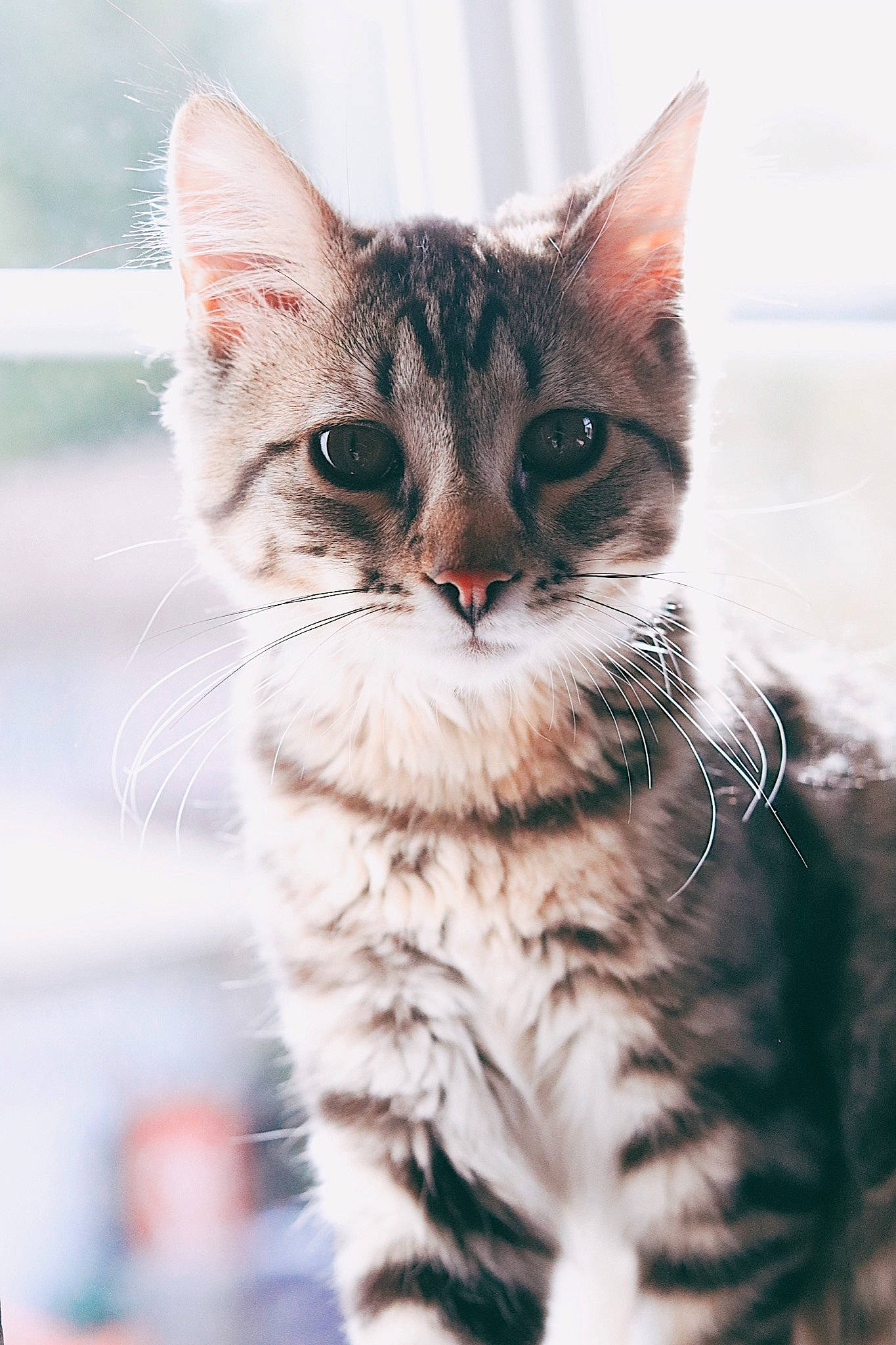 Juul is registered to the contest to win money with this photo: aegean_cat, american_shorthair, american_wirehair, asian, carnivore, cat, close_up, domestic_short_haired_cat, dragon_li, european_shorthair, eye, felidae, kitten, mammal, small_to_medium_sized_cats, snout, tabby_cat, toyger, vertebrate, whiskers