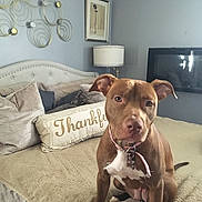 Coco Chanel is registered to the contest to win money with this photo: bed, blue_wall, brown_dog, collar, cozy, decor, dog, furniture, home, indoor, lamp, living_space, looking_at_camera, pet, pillows, seated, thankful_pillow, tv, wall_art, white_chest