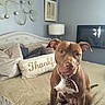 bed, blue_wall, brown_dog, collar, cozy, decor, dog, furniture, home, indoor, lamp, living_space, looking_at_camera, pet, pillows, seated, thankful_pillow, tv, wall_art, white_chest