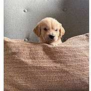 Aïko a rejoint le concours — aidez-le/la à gagner de superbes lots ! puppy, dog, pet, cushion, pillow, armchair, knit_texture, cozy, indoor, home, small_dog, cute, fur, beige, living_room, portrait, sitting, looking_at_camera, sleepy, newborn_puppy