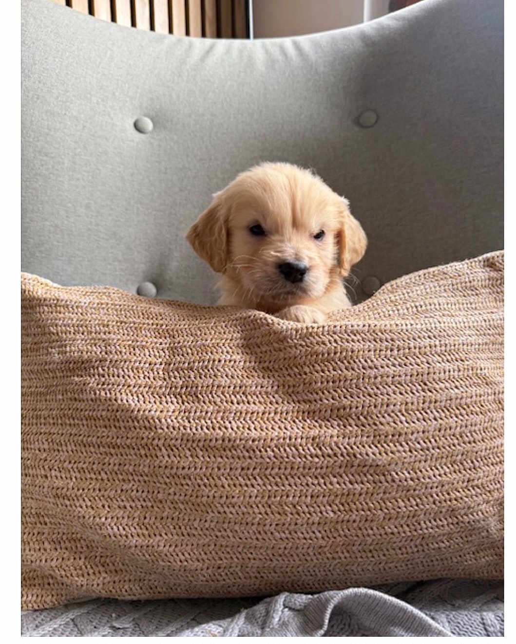 Aïko a rejoint le concours — aidez-le/la à gagner de superbes lots ! puppy, dog, pet, cushion, pillow, armchair, knit_texture, cozy, indoor, home, small_dog, cute, fur, beige, living_room, portrait, sitting, looking_at_camera, sleepy, newborn_puppy