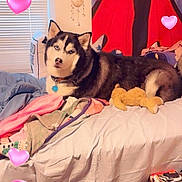 Spartan joined the competition — help win amazing prizes! husky, dog, bed, blanket, stuffed_toy, heart_emoji, window, blinds, collar, indoor, wall_art, pillow, furniture, cozy, pet, animal, resting, cute, domestic, lying_down