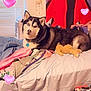 husky, dog, bed, blanket, stuffed_toy, heart_emoji, window, blinds, collar, indoor, wall_art, pillow, furniture, cozy, pet, animal, resting, cute, domestic, lying_down