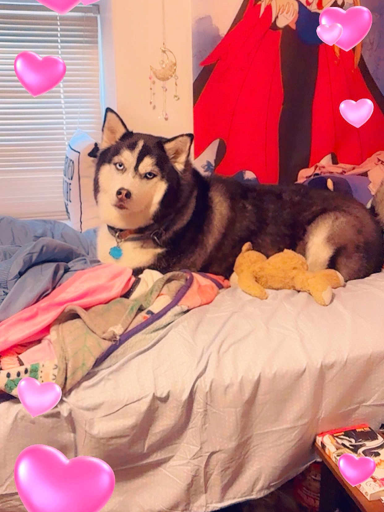 Spartan joined the competition — help win amazing prizes! husky, dog, bed, blanket, stuffed_toy, heart_emoji, window, blinds, collar, indoor, wall_art, pillow, furniture, cozy, pet, animal, resting, cute, domestic, lying_down