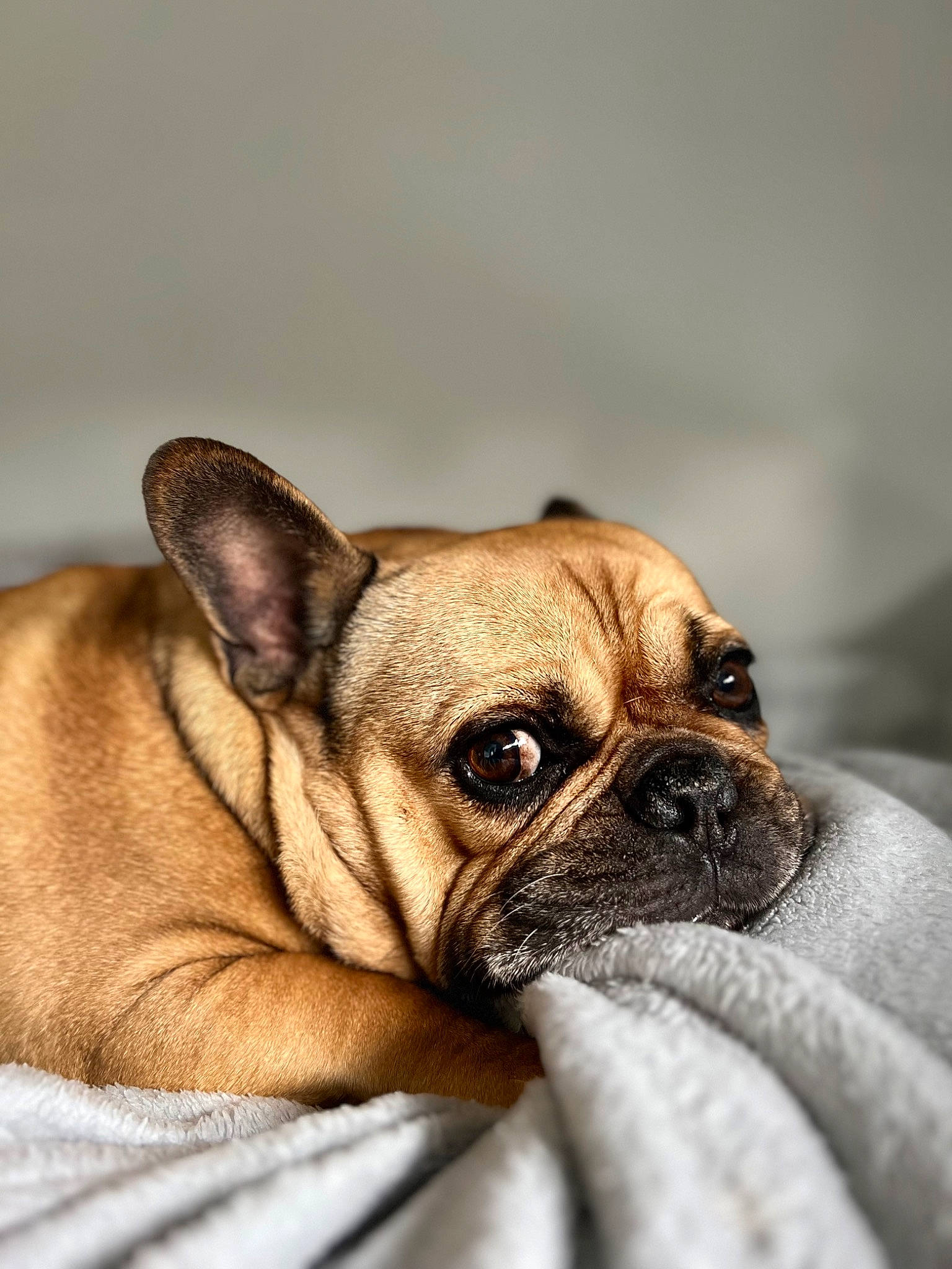 Benny joined the competition — help win amazing prizes! canidae, carnivore, comfort, companion_dog, dog, dog_breed, dog_supply, fawn, fur, linens, non_sporting_group, pug, puppy, snout, sporting_group, terrestrial_animal, toy_dog, whiskers, working_animal, wrinkle