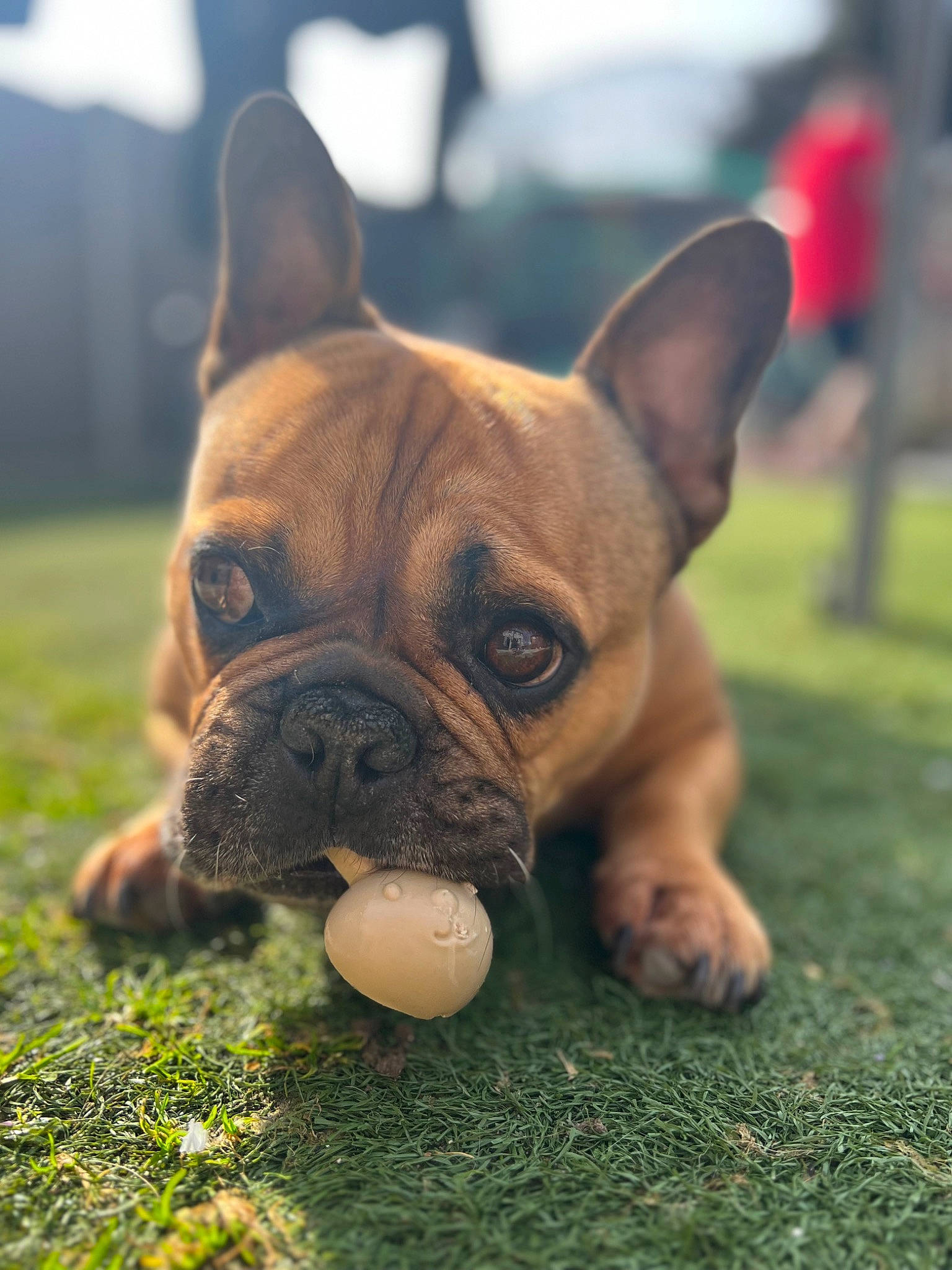 Benny is registered to the contest to win money with this photo: boston_terrier, bulldog, canidae, carnivore, companion_dog, dog, dog_breed, ear, fawn, french_bulldog, grass, molosser, snout, sporting_group, terrestrial_animal, toy_dog, whiskers, working_animal, working_dog, wrinkle