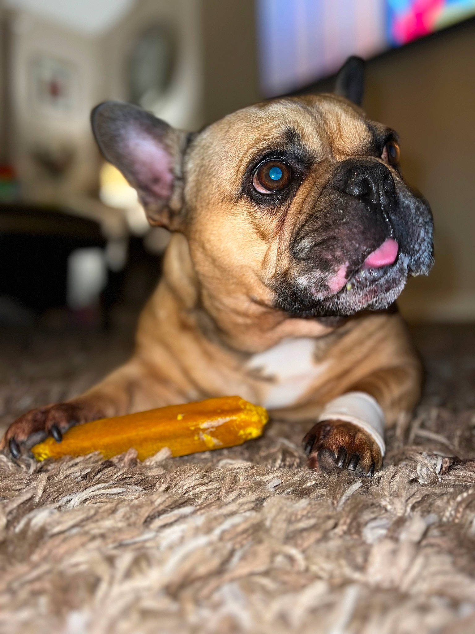 Benny is registered to the contest to win money with this photo: bulldog, canidae, carnivore, collar, companion_dog, dog, dog_breed, dog_collar, dog_supply, ear, fawn, fur, pet_supply, snout, sporting_group, terrestrial_animal, toy_dog, whiskers, working_animal, wrinkle