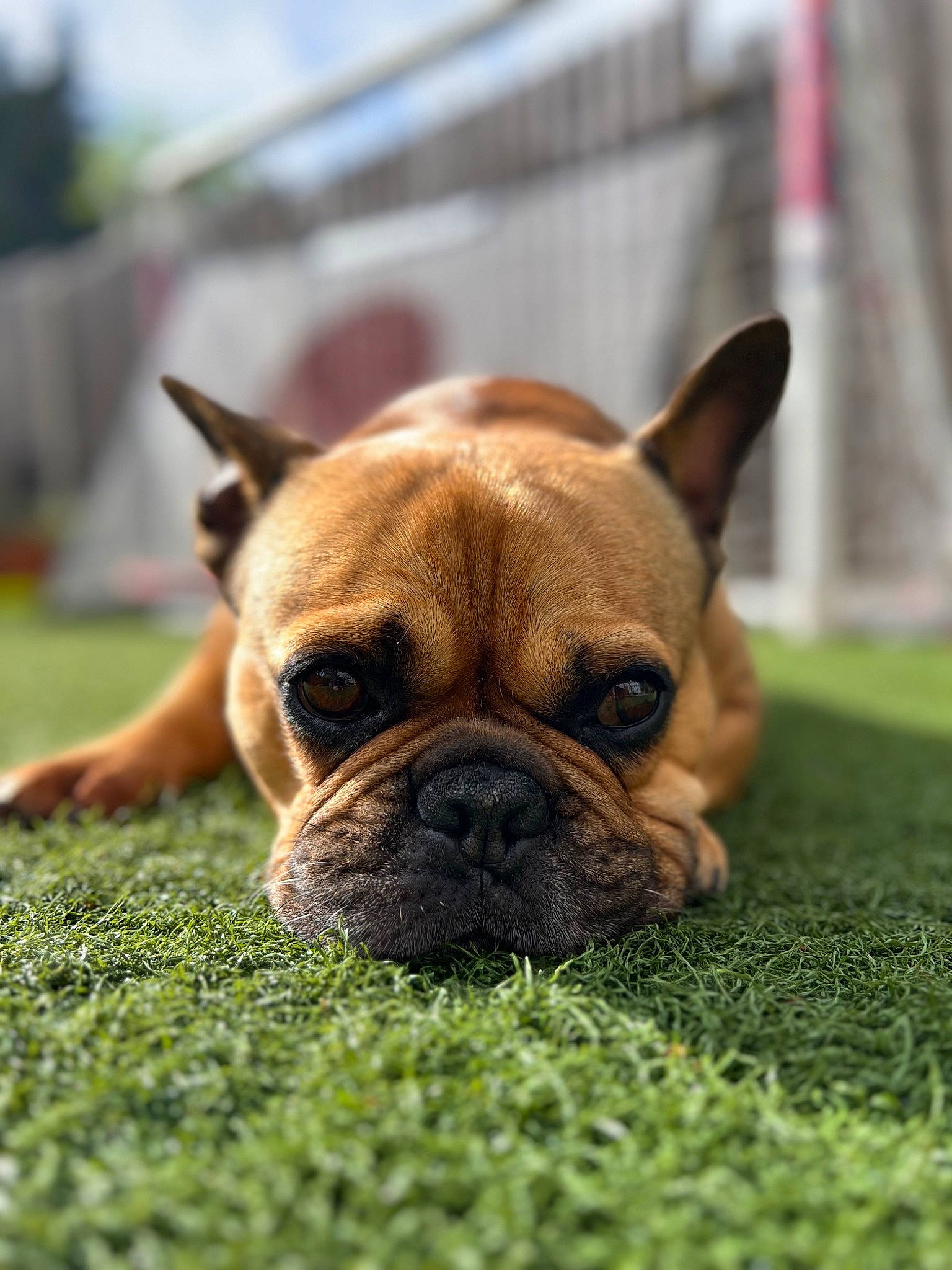 Benny joined the competition — help win amazing prizes! bulldog, canidae, carnivore, comfort, companion_dog, dog, dog_breed, ear, fawn, french_bulldog, grass, molosser, puppy, snout, sporting_group, terrestrial_animal, toy_dog, whiskers, working_animal, wrinkle