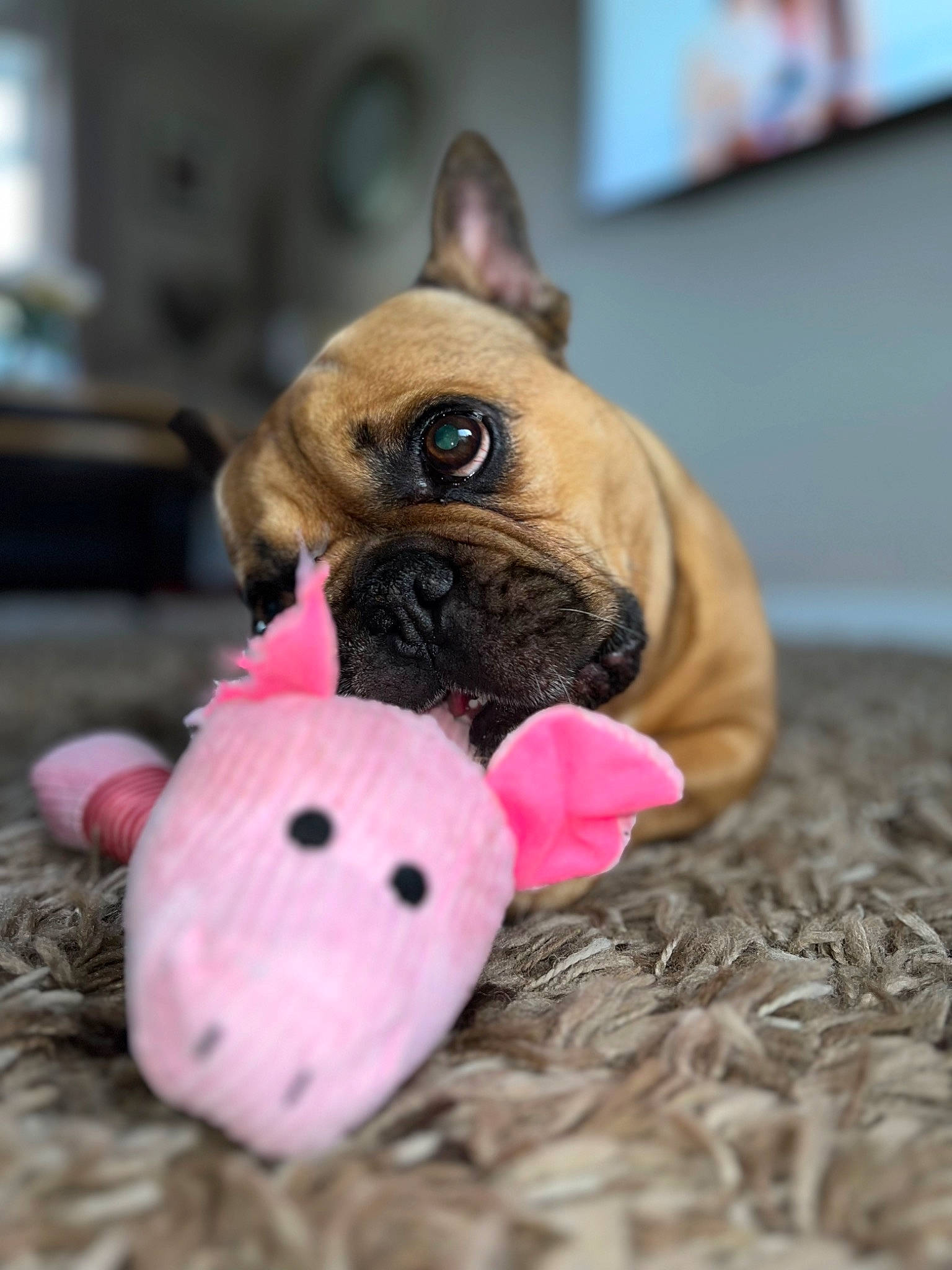 Benny is registered to the contest to win money with this photo: canidae, carnivore, companion_dog, dog, dog_breed, dog_supply, dog_toy, fawn, fur, livestock, paw, pet_supply, pug, snout, terrestrial_animal, toy, toy_dog, whiskers, working_animal, wrinkle