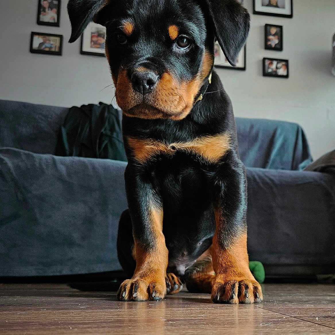 Bear joined the competition — help win amazing prizes! animal, architecture, art, building, canine, couch, dog, face, furniture, hardwood, indoors, interiordesign, livingroom, painting, person, pet, photoframe, puppy, room, wood