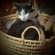 Mister joined the competition — help win amazing prizes! cat, basket, pet, indoor, feline, collar, bell, resting, closeup, fur, whiskers, cute, domestic_animal, home, relaxed, animal, woven, portrait, cozy, soft_light