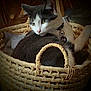 cat, basket, pet, indoor, feline, collar, bell, resting, closeup, fur, whiskers, cute, domestic_animal, home, relaxed, animal, woven, portrait, cozy, soft_light