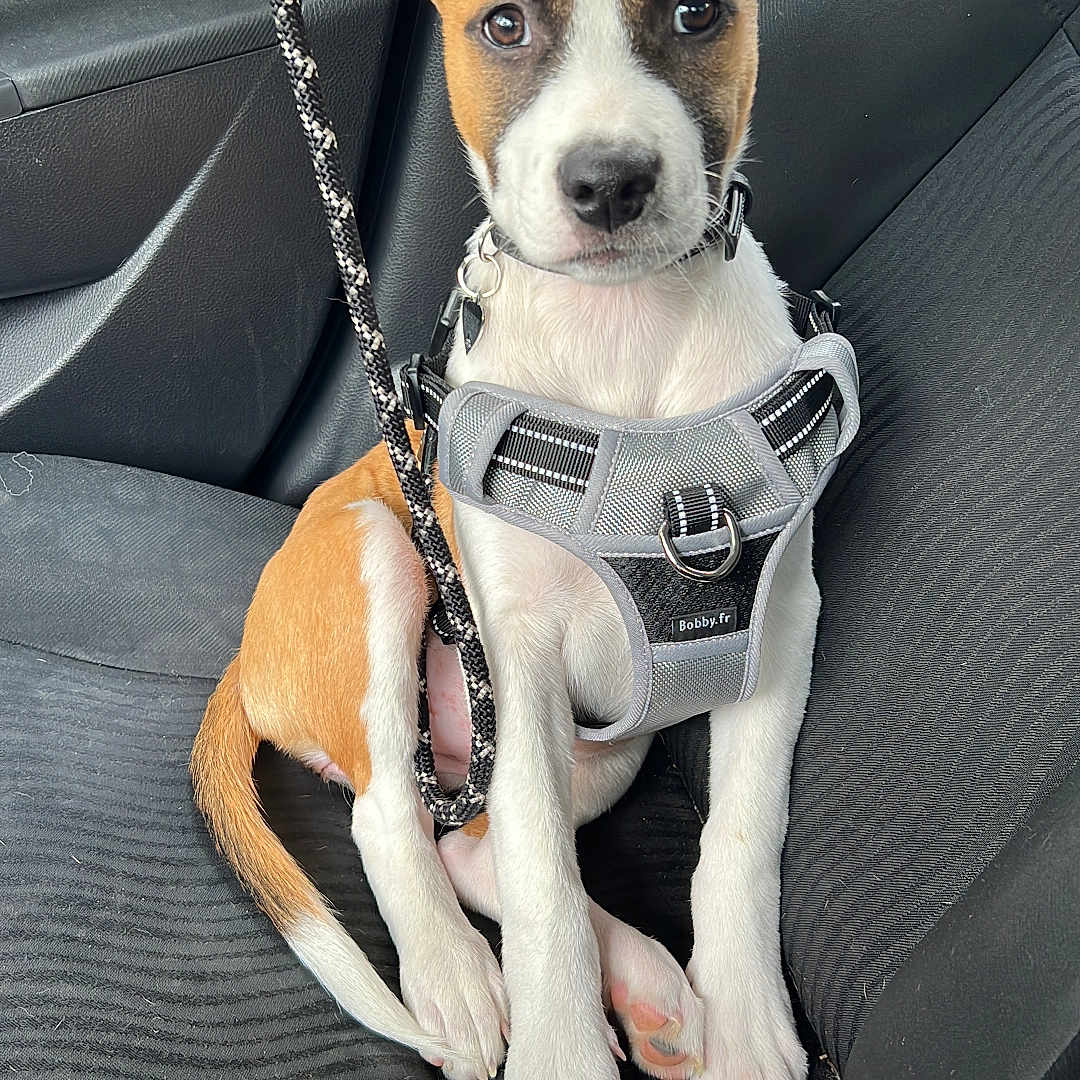 Aika participe au concours pour gagner de l'argent avec cette photo : accessories, alloywheel, animal, beagle, belt, canine, car, carwheel, dog, hound, leash, machine, pet, puppy, spoke, strap, tire, transportation, vehicle, wheel