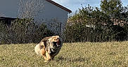 Atlas participe au concours pour gagner de l'argent avec cette photo : dog, fluffy_dog, outdoor, lawn, grass, yard, house, garden, hedge, trees, sky, clouds, sunny, running, charging, open_mouth, barking, fur, animal, residential