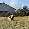 dog, fluffy_dog, outdoor, lawn, grass, yard, house, garden, hedge, trees, sky, clouds, sunny, running, charging, open_mouth, barking, fur, animal, residential