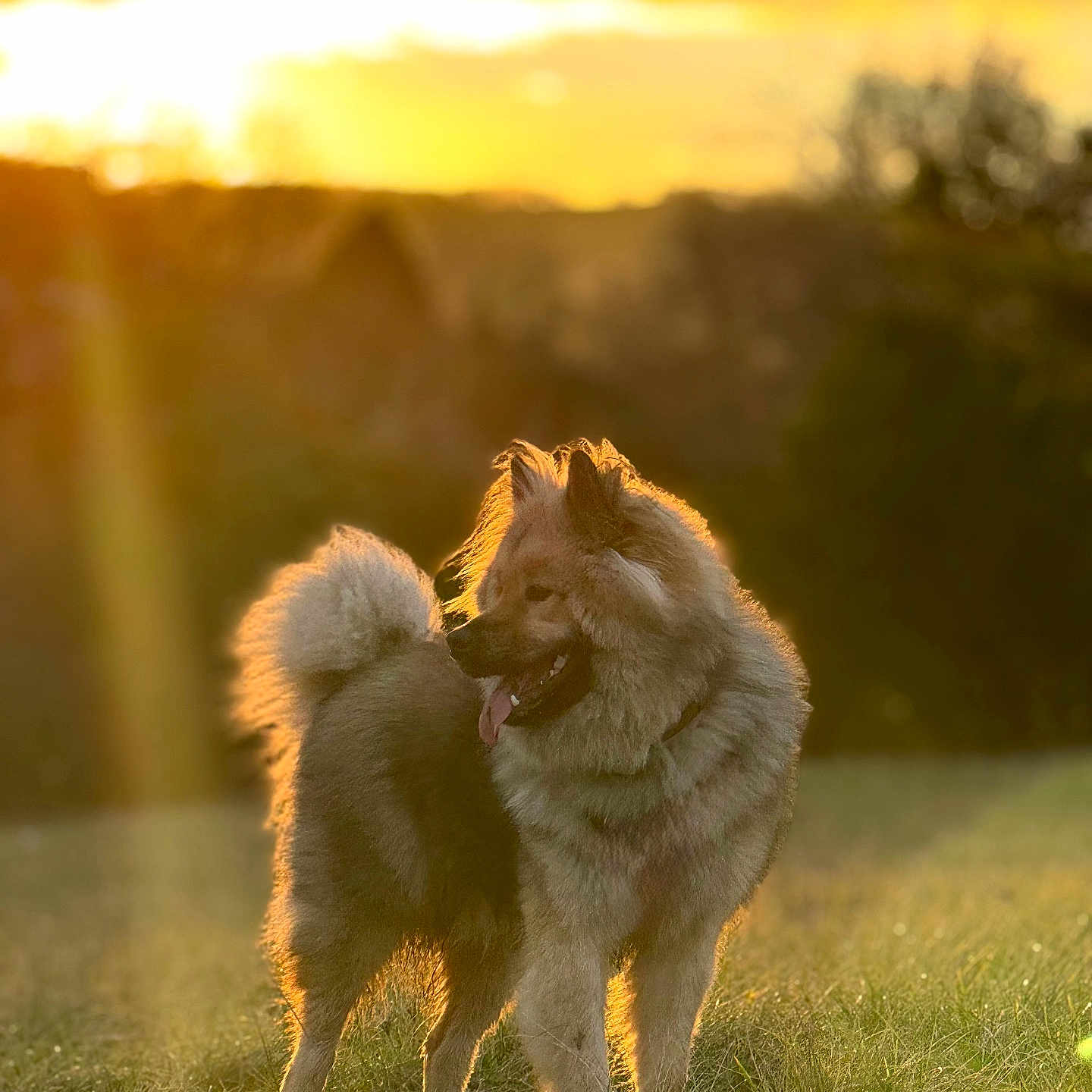 Atlas a rejoint le concours — aidez-le/la à gagner de superbes lots ! dog, fluffy_dog, outdoors, meadow, grass, sunset, golden_hour, backlighting, sunlight, nature, park, standing, portrait, curly_tail, open_mouth, tongue, fur, canine, landscape, animal_photography