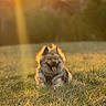 Atlas participe au concours pour gagner de l'argent avec cette photo : dog, canine, fluffy, long_hair, panting, tongue, sitting, lying_down, outdoors, meadow, grass, field, nature, sunset, golden_hour, backlighting, portrait, animal, fur, summer
