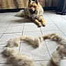Atlas participe au concours pour gagner de l'argent avec cette photo : dog, fluffy_dog, chow_chow, long_hair, fur, shedding, pet, animal, lying_down, indoor, tile_floor, wood_cabinet, home, portrait, sitting, tongue_out, pointed_ears, cream_colored, grooming, funny