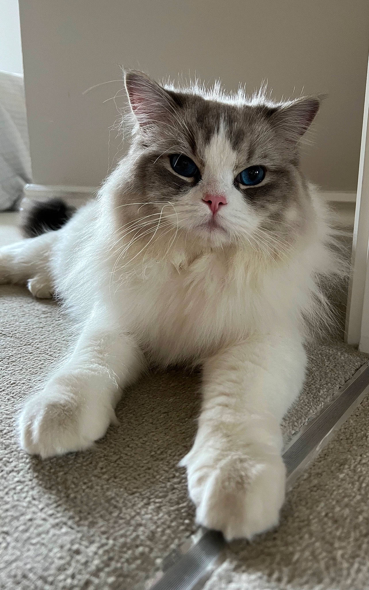 Delboy joined the competition — help win amazing prizes! carnivore, cat, claw, comfort, domestic_short_haired_cat, fawn, felidae, flooring, foot, fur, paw, small_to_medium_sized_cats, snout, tail, whiskers