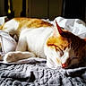 Rudalph is registered to the contest to win money with this photo: cat, sleeping, orange_and_white, bed, blanket, sheet, indoor, cozy, relaxed, pet, animal, fur, paw, whiskers, nap, quiet, soft_light, domestic, resting, feline