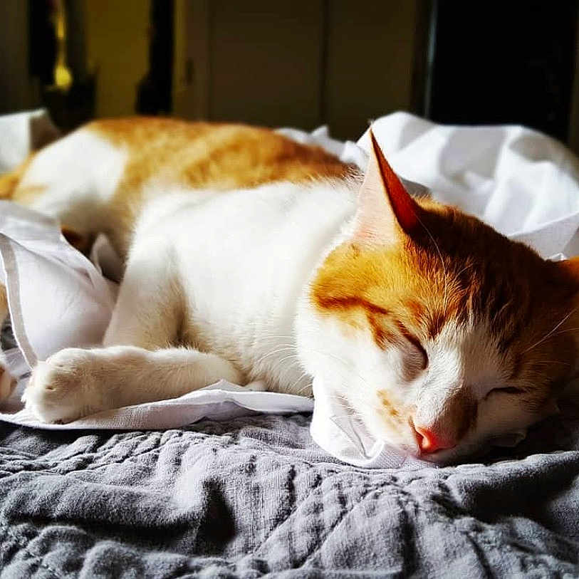 Rudalph is registered to the contest to win money with this photo: cat, sleeping, orange_and_white, bed, blanket, sheet, indoor, cozy, relaxed, pet, animal, fur, paw, whiskers, nap, quiet, soft_light, domestic, resting, feline