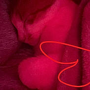 Rudalph is registered to the contest to win money with this photo: cat, sleeping, blanket, cozy, red_light, feline, pet, fur, resting, indoor, soft_texture, warm, closeup, animal, cute, relaxed, snuggled, comfort, domestic_cat, night