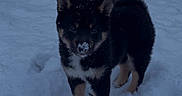 Yūko participe au concours pour gagner de l'argent avec cette photo : alert, animal, black, canine, cold, curious, cute, dog, fur, nature, outdoor, pet, playful, puppy, snow, snowy_ground, standing, tan, winter, young