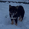 Yūko participe au concours pour gagner de l'argent avec cette photo : alert, animal, black, canine, cold, curious, cute, dog, fur, nature, outdoor, pet, playful, puppy, snow, snowy_ground, standing, tan, winter, young