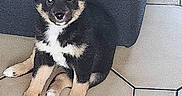 Yūko a rejoint le concours — aidez-le/la à gagner de superbes lots ! puppy, dog, pet, animal, black_fur, tan_fur, white_fur, floor, tile_floor, indoor, cute, sitting, young, fur, ears, paw, looking, furniture, small, adorable