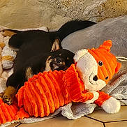 Yūko participe au concours pour gagner de l'argent avec cette photo : dog, stuffed_animal, toy, orange, fox_toy, snuggling, cozy, floor, tile, pet, cute, animal, plush, resting, indoor, background_wall, soft, comfort, black_dog, relaxing