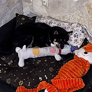Yūko a rejoint le concours — aidez-le/la à gagner de superbes lots ! dog, stuffed_toy, plush_toy, bed, pillow, paw_print, indoor, black_dog, toy, cushion, resting, pet, cozy, animal, fabric, soft_toy, corner, wall, relaxing, collar