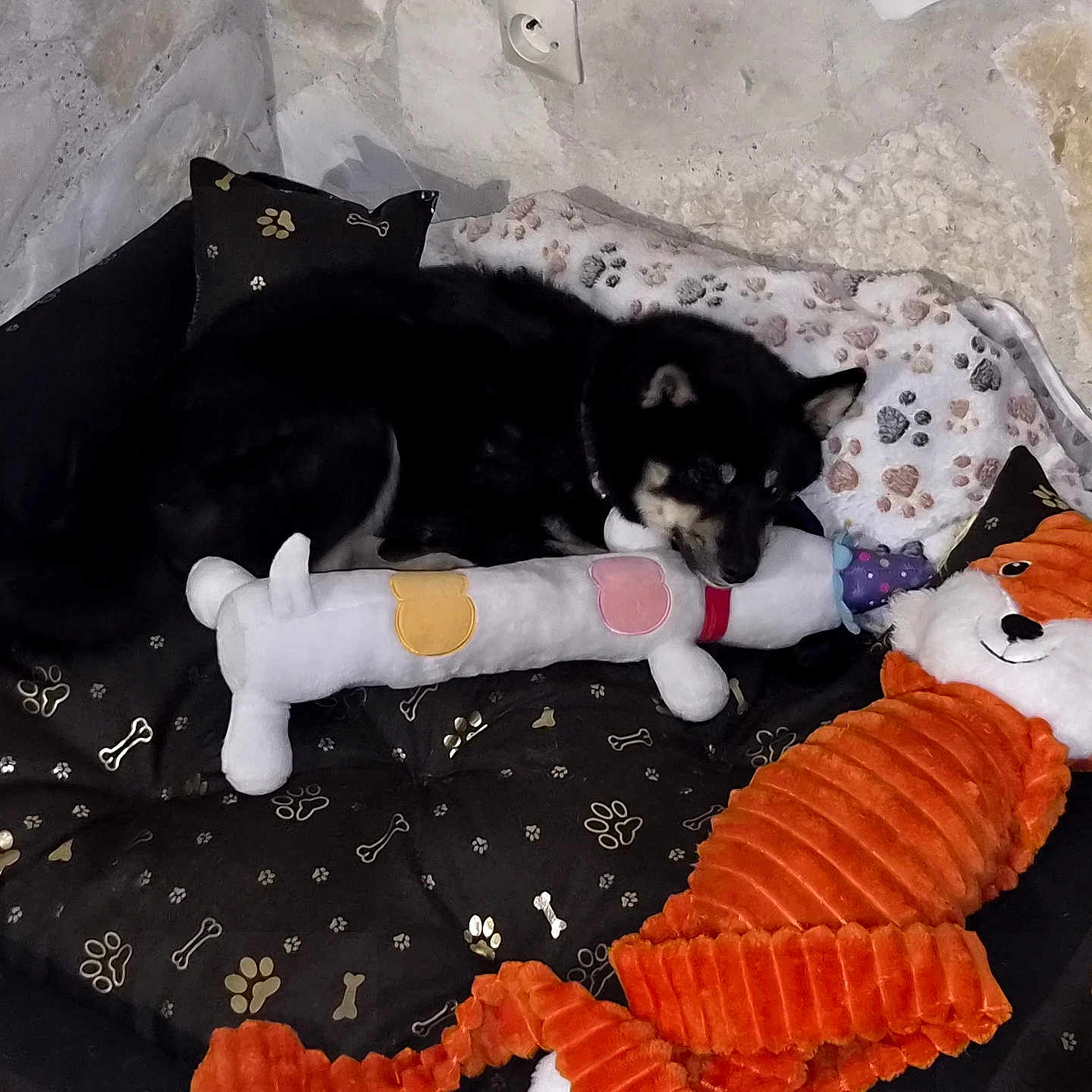 Yūko a rejoint le concours — aidez-le/la à gagner de superbes lots ! dog, stuffed_toy, plush_toy, bed, pillow, paw_print, indoor, black_dog, toy, cushion, resting, pet, cozy, animal, fabric, soft_toy, corner, wall, relaxing, collar