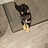 Yūko a rejoint le concours — aidez-le/la à gagner de superbes lots ! puppy, dog, black_tan, doormat, indoor, wood_floor, pet, young_dog, cute, animal, laying_down, looking_up, ears_up, flooring, doorframe, curious, small_dog, fur, domestic_animal, companion