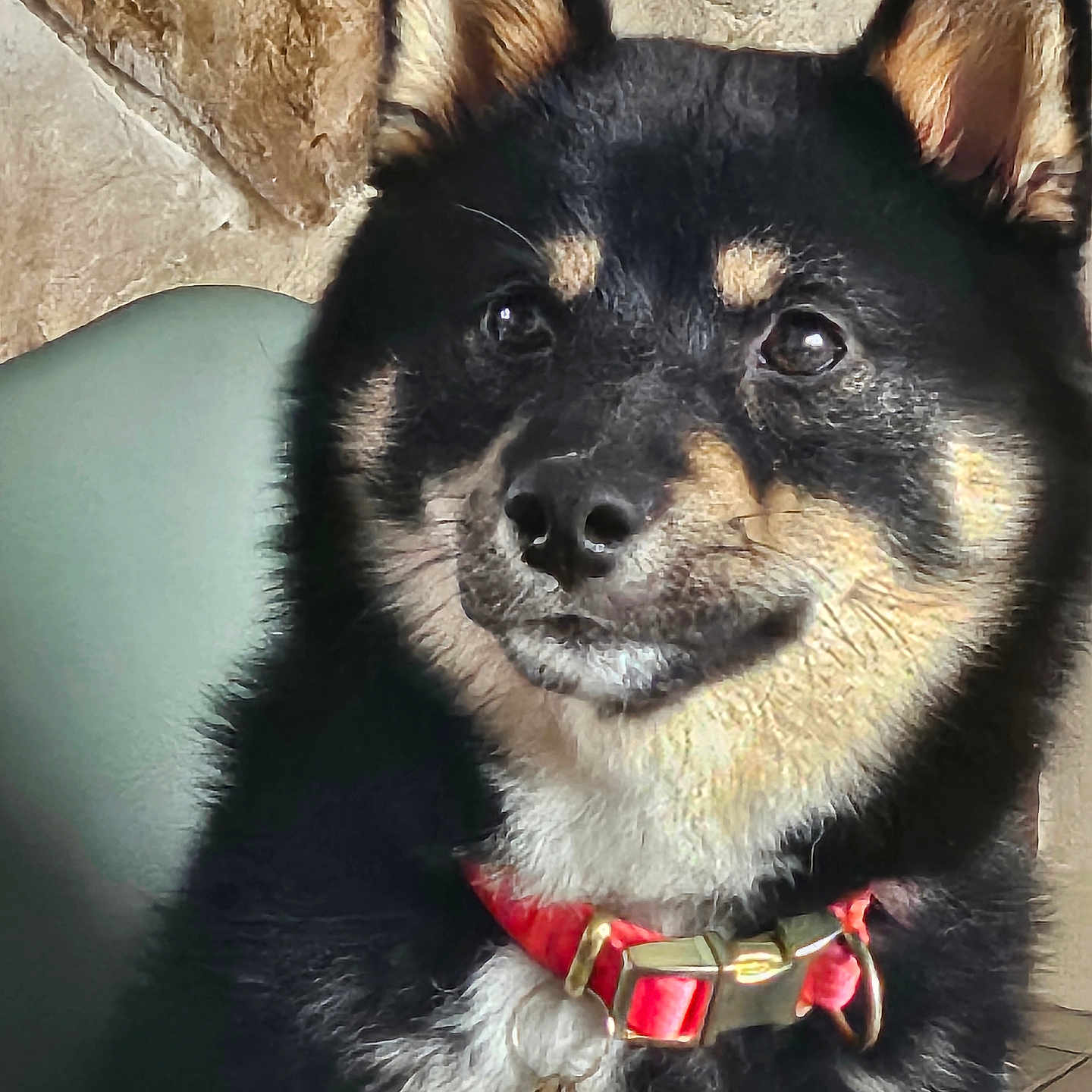 Yūko a rejoint le concours — aidez-le/la à gagner de superbes lots ! dog, black_and_tan, collar, pet, animal, close_up, portrait, ears, fur, outdoor, stone_wall, watchful, cute, canine, domestic_animal, red_collar, tag, sitting, alert, friendly