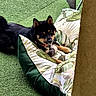 Yūko a rejoint le concours — aidez-le/la à gagner de superbes lots ! artificial_grass, black_dog, collar, comfort, curious, cushion, dog, ears, face, fur, furniture, leaf_pattern, outdoor, paw, pet, relaxed, resting, shade, tan_markings, yellow_wall