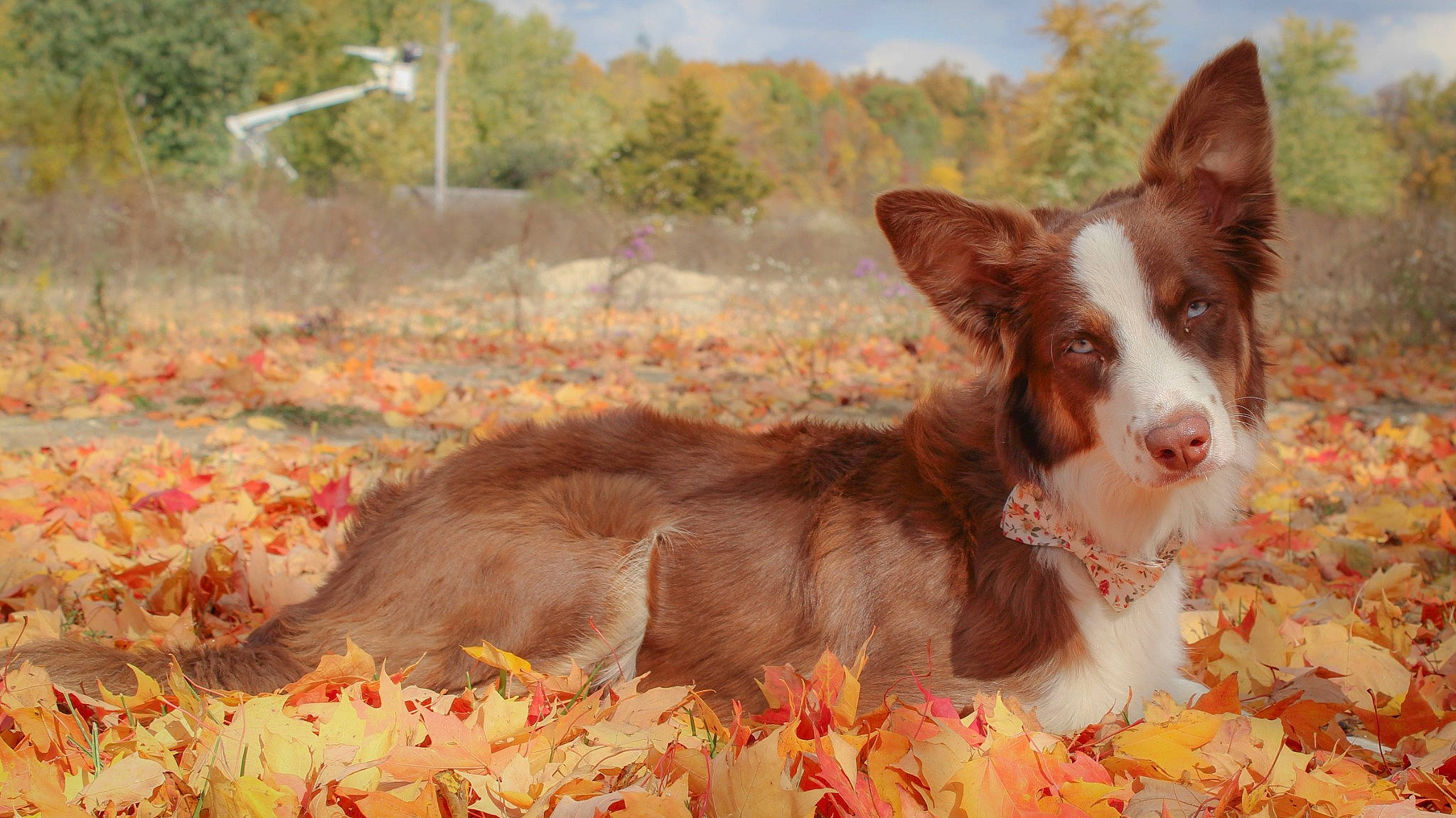 Nova joined the competition — help win amazing prizes! canidae, carnivore, cloud, companion_dog, dog, dog_breed, fawn, fur, grass, herding_dog, hunting_dog, liver, plant, sky, snout, soil, sporting_group, tree, whiskers, working_animal
