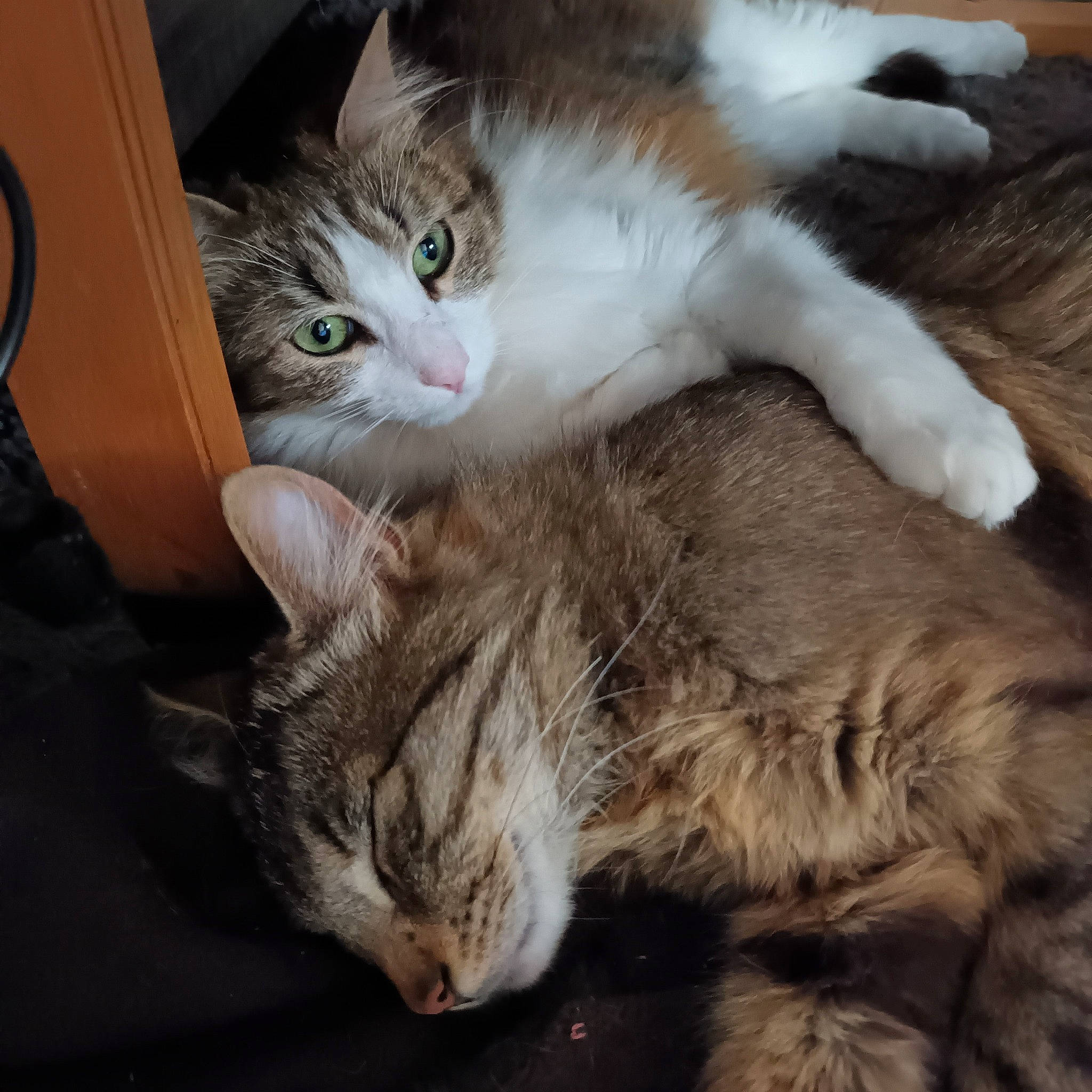 Kovu a rejoint le concours — aidez-le/la à gagner de superbes lots ! carnivore, cat, claw, comfort, domestic_short_haired_cat, fawn, felidae, fur, nap, paw, small_to_medium_sized_cats, snout, tail, whiskers, wood