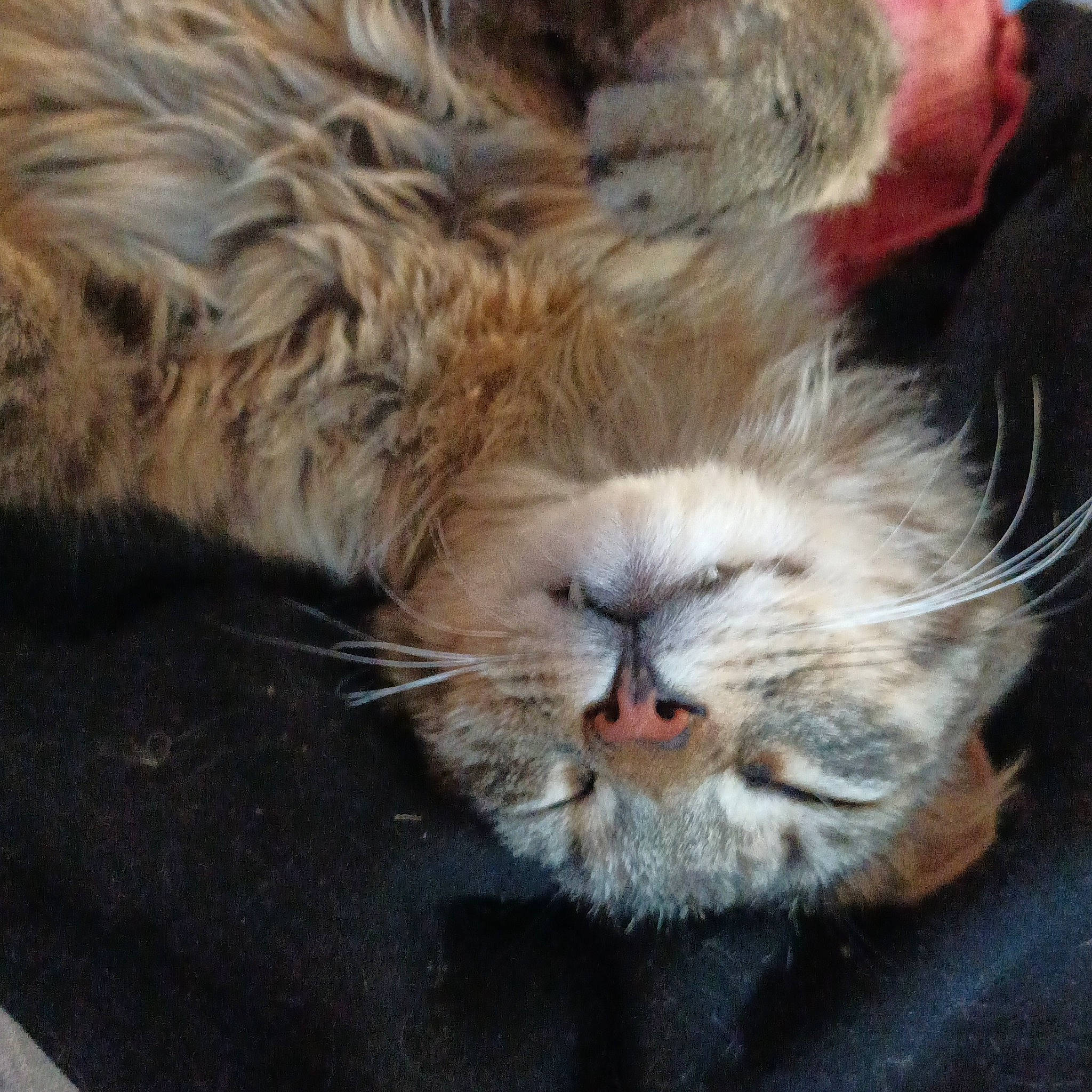 Kovu participe au concours pour gagner de l'argent avec cette photo : big_cats, carnivore, cat, claw, comfort, domestic_short_haired_cat, eye, fawn, felidae, fur, hair, head, human_body, nap, paw, small_to_medium_sized_cats, snout, terrestrial_animal, whiskers, wildlife