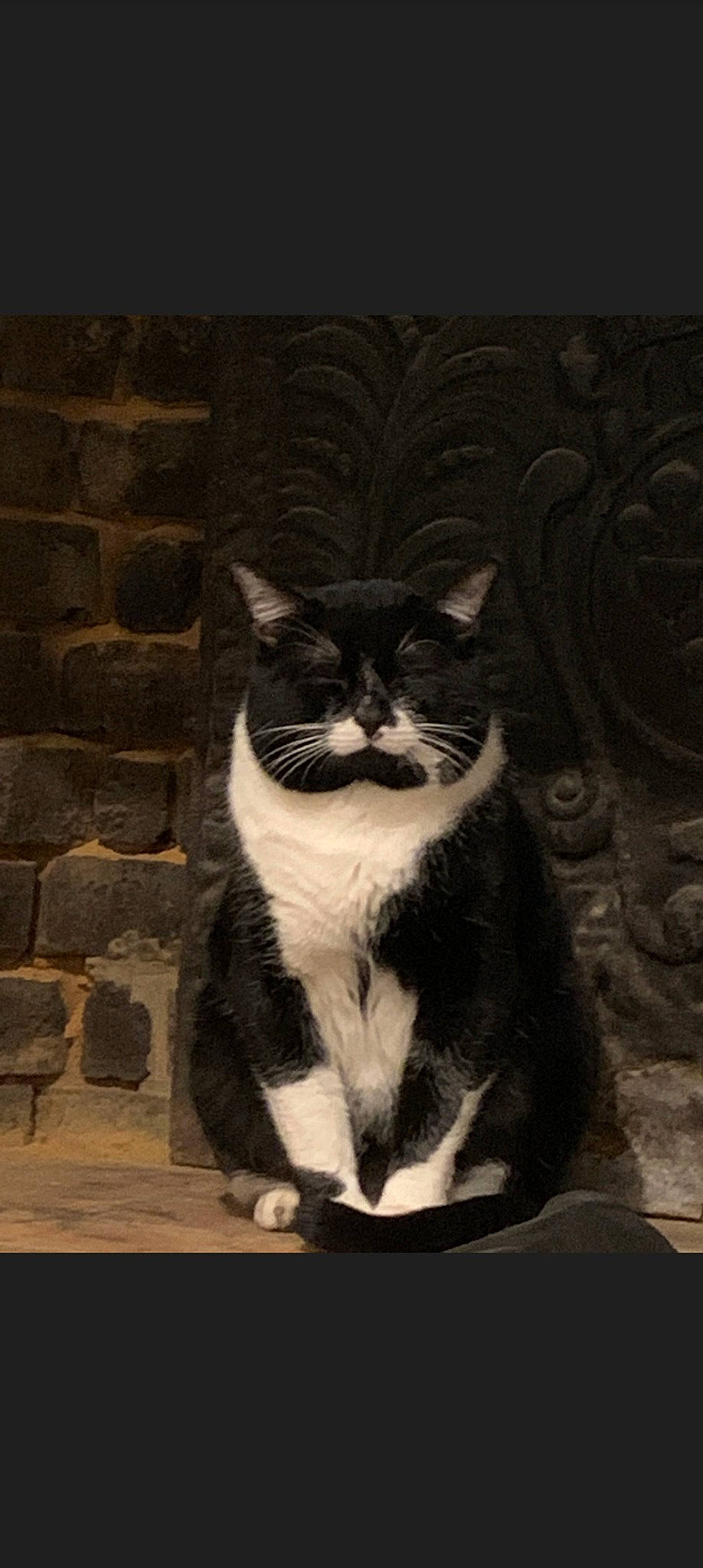 Gribouille a rejoint le concours — aidez-le/la à gagner de superbes lots ! carnivore, cat, darkness, domestic_short_haired_cat, felidae, flash_photography, fur, grey, monochrome, monochrome_photography, shadow, sitting, small_to_medium_sized_cats, snout, still_life_photography, tail, tints_and_shades, whiskers, window, wood