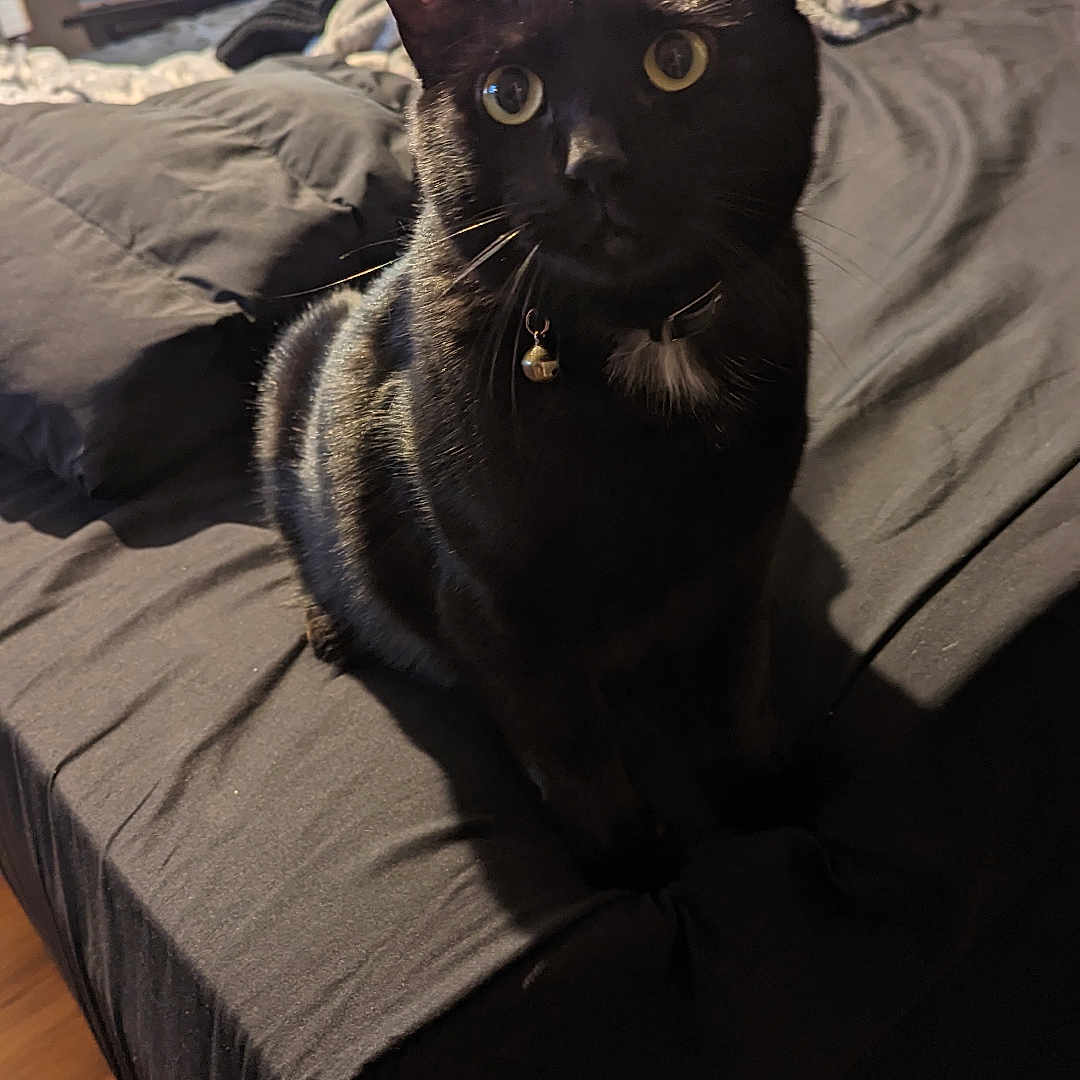 Beau is registered to the contest to win money with this photo: abyssinian, animal, architecture, bed, bedroom, blackcat, blanket, cat, couch, cushion, furniture, hardwood, homedecor, indoors, interiordesign, manx, pet, plywood, room, wood