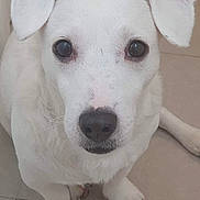 Jarod participe au concours pour gagner de l'argent avec cette photo : dog, white_dog, pet, animal, indoor, floor, ears, paw, canine, looking_up, close_up, cute, domestic_animal, tile_floor, sitting, fur, nose, whiskers, portrait, companion