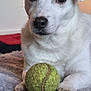 Jarod participe au concours pour gagner de l'argent avec cette photo : dog, white_dog, tennis_ball, blanket, indoor, pet, animal, close_up, paws, fur, playful, resting, cute, canine, domestic_animal, looking, portrait, household, companion, furry