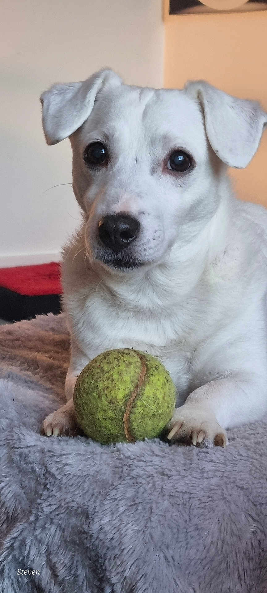 Jarod participe au concours pour gagner de l'argent avec cette photo : dog, white_dog, tennis_ball, blanket, indoor, pet, animal, close_up, paws, fur, playful, resting, cute, canine, domestic_animal, looking, portrait, household, companion, furry