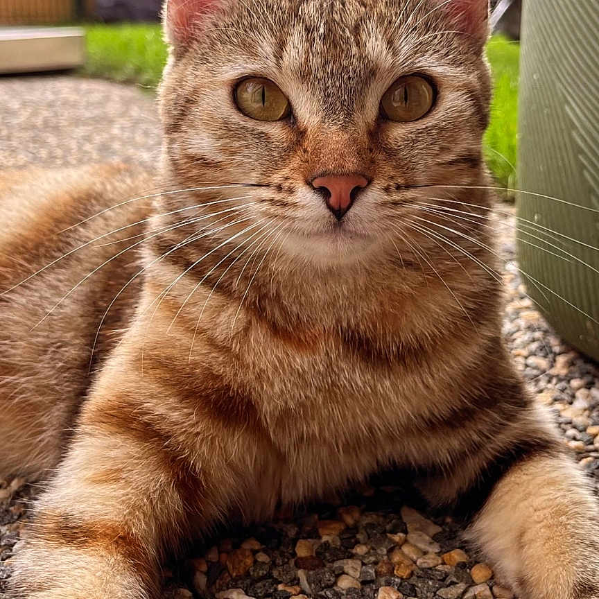 Simba a rejoint le concours — aidez-le/la à gagner de superbes lots ! animal, cat, close_up, curiosity, domestic_animal, ears, eyes, fence, fur, greenery, mammal, nature, outdoor, pet, portrait, relaxed, stone_surface, sunlight, tabby_cat, whiskers