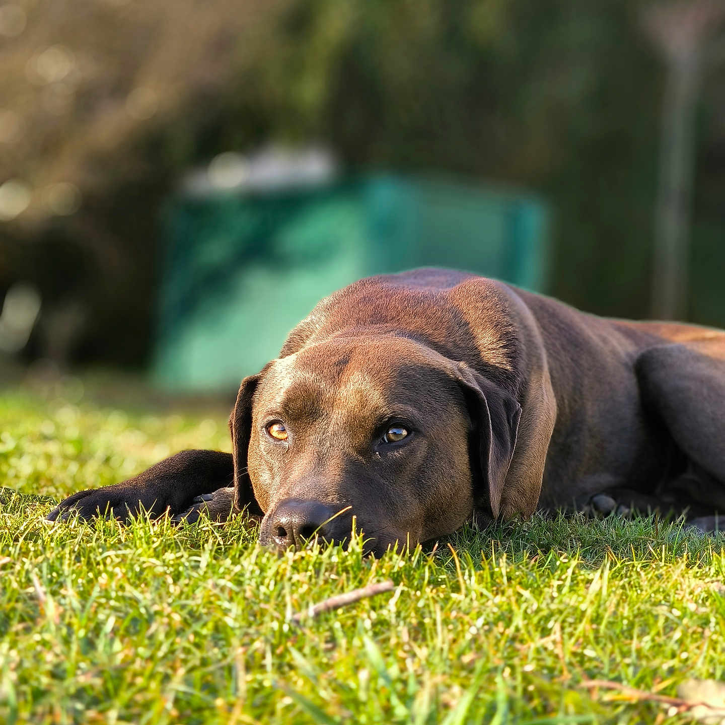 Huambo participe au concours pour gagner de l'argent avec cette photo : animal, beagle, bulldog, canine, countryside, dog, field, grass, grassland, hound, labradorretriever, lawn, meadow, nature, outdoors, pet, plant, pointer, puppy, rural